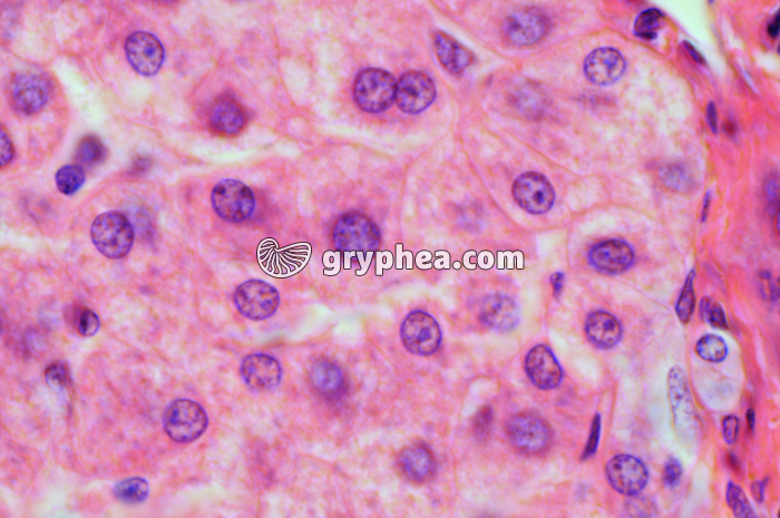 Hépatocytes x400 - gryphea.org